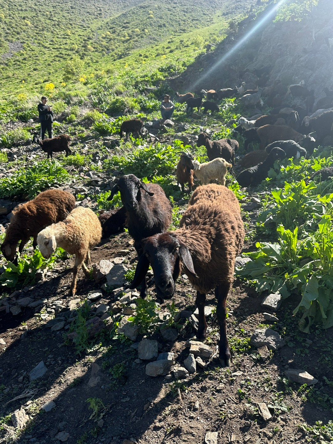 The highest mountain in Uzbekistan!