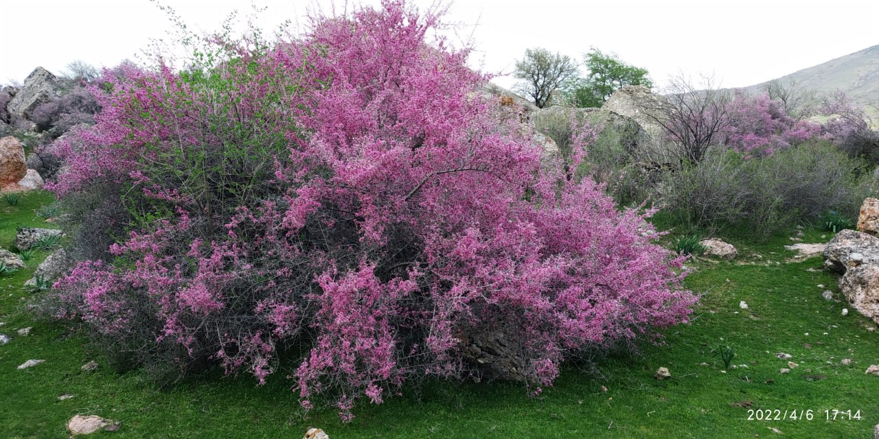 Mount Maygashkan 2310 m 
