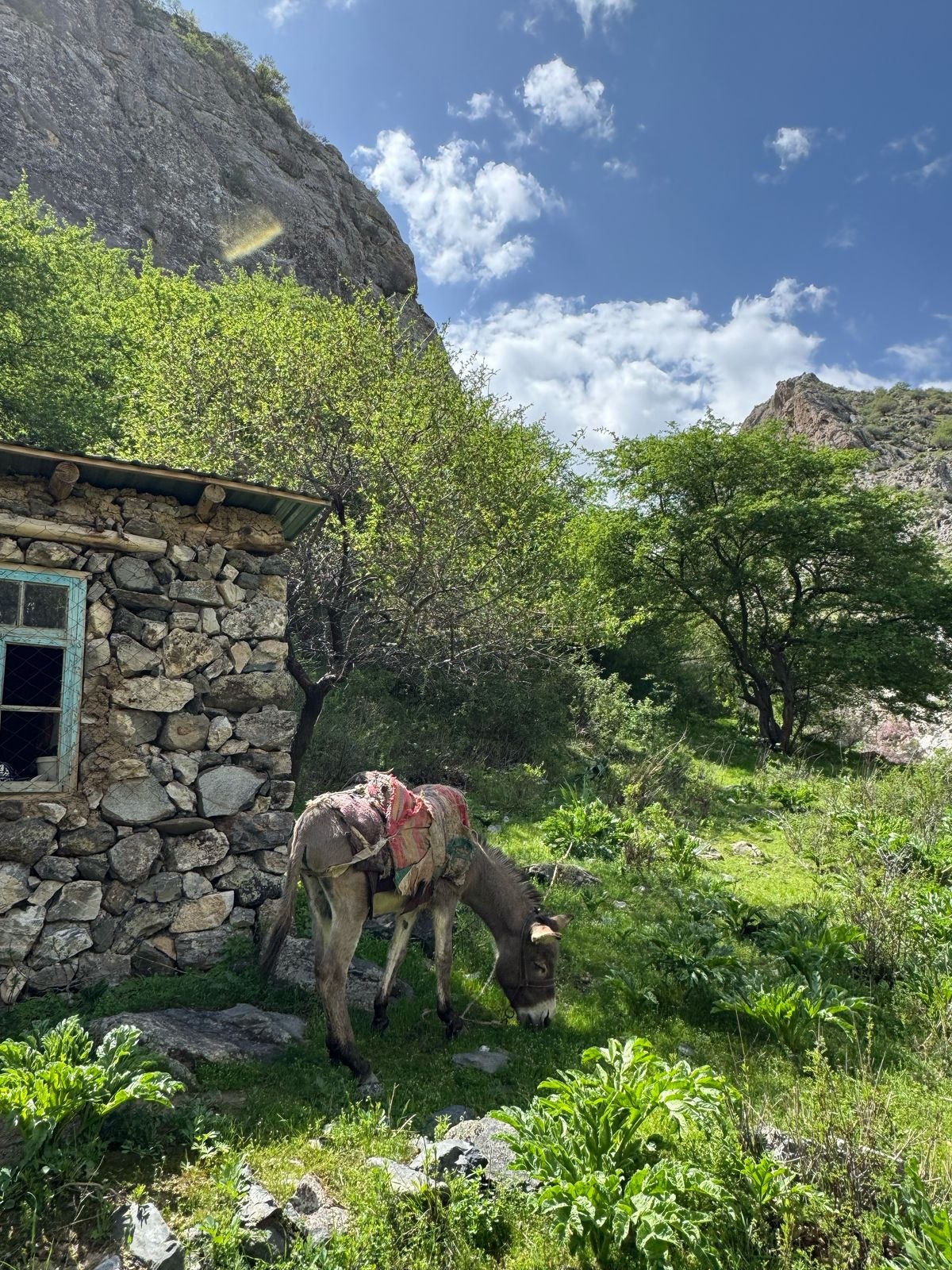 Blooming Mountains of Samarkand