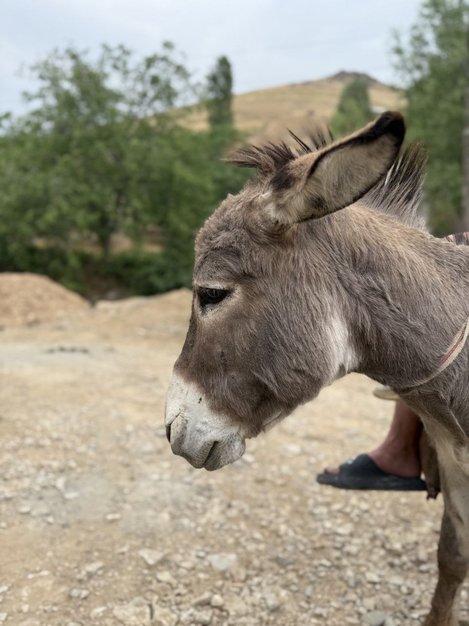 Blooming Mountains of Samarkand